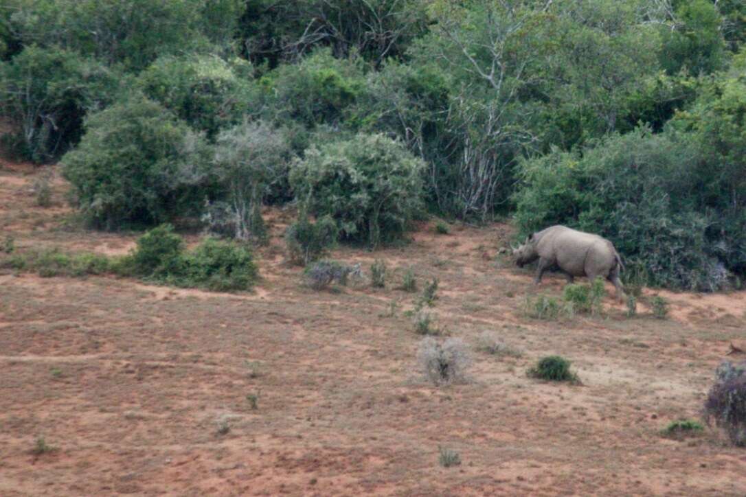 Image of Cape rhinoceros