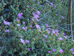 Imagem de Lampranthus falciformis var. falciformis