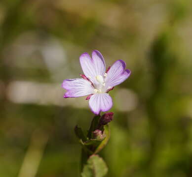 Imagem de Epilobium gunnianum Hausskn.