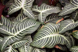 Image of Caladium lindenii (André) Madison