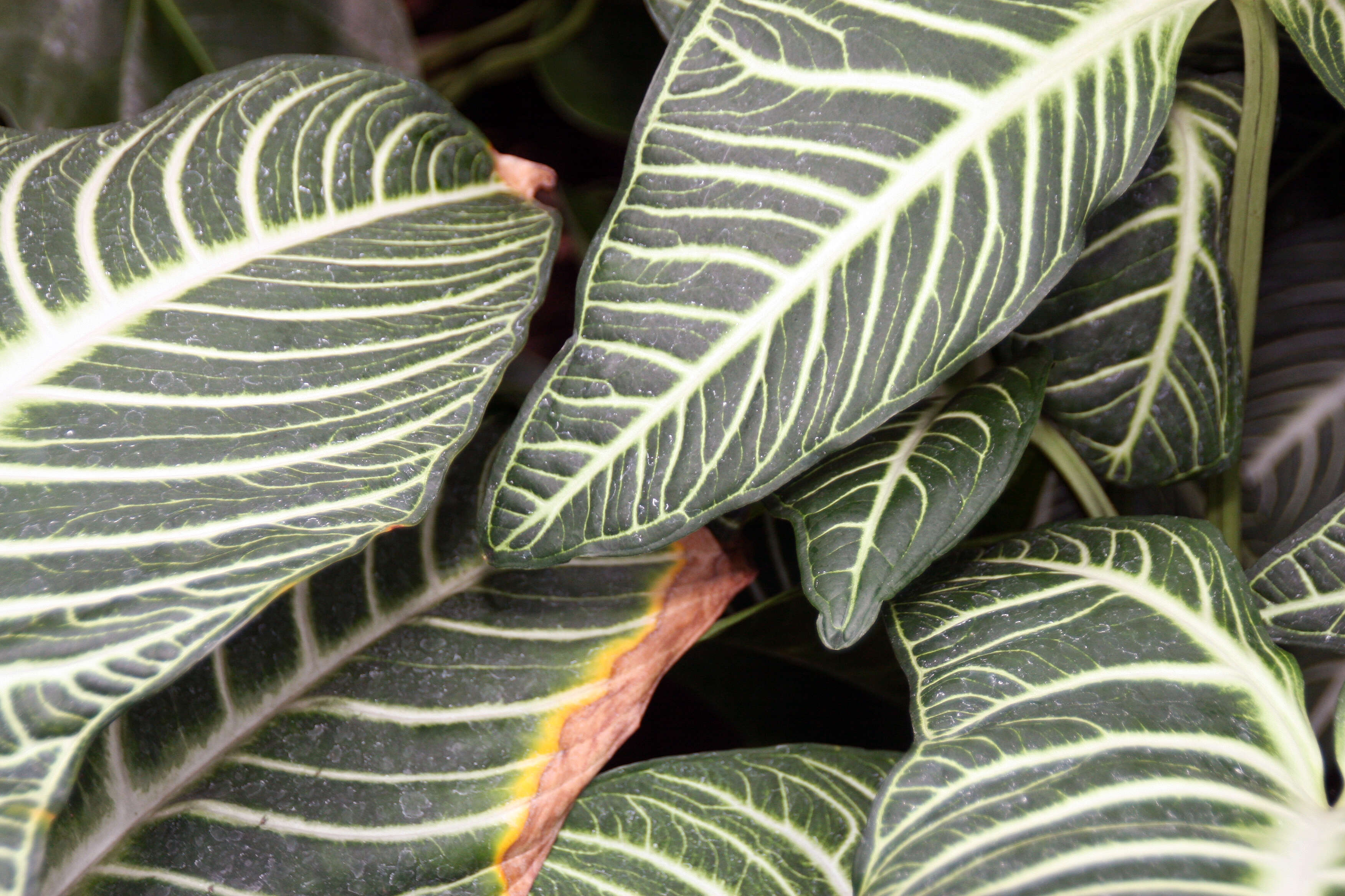 Image de Caladium lindenii (André) Madison