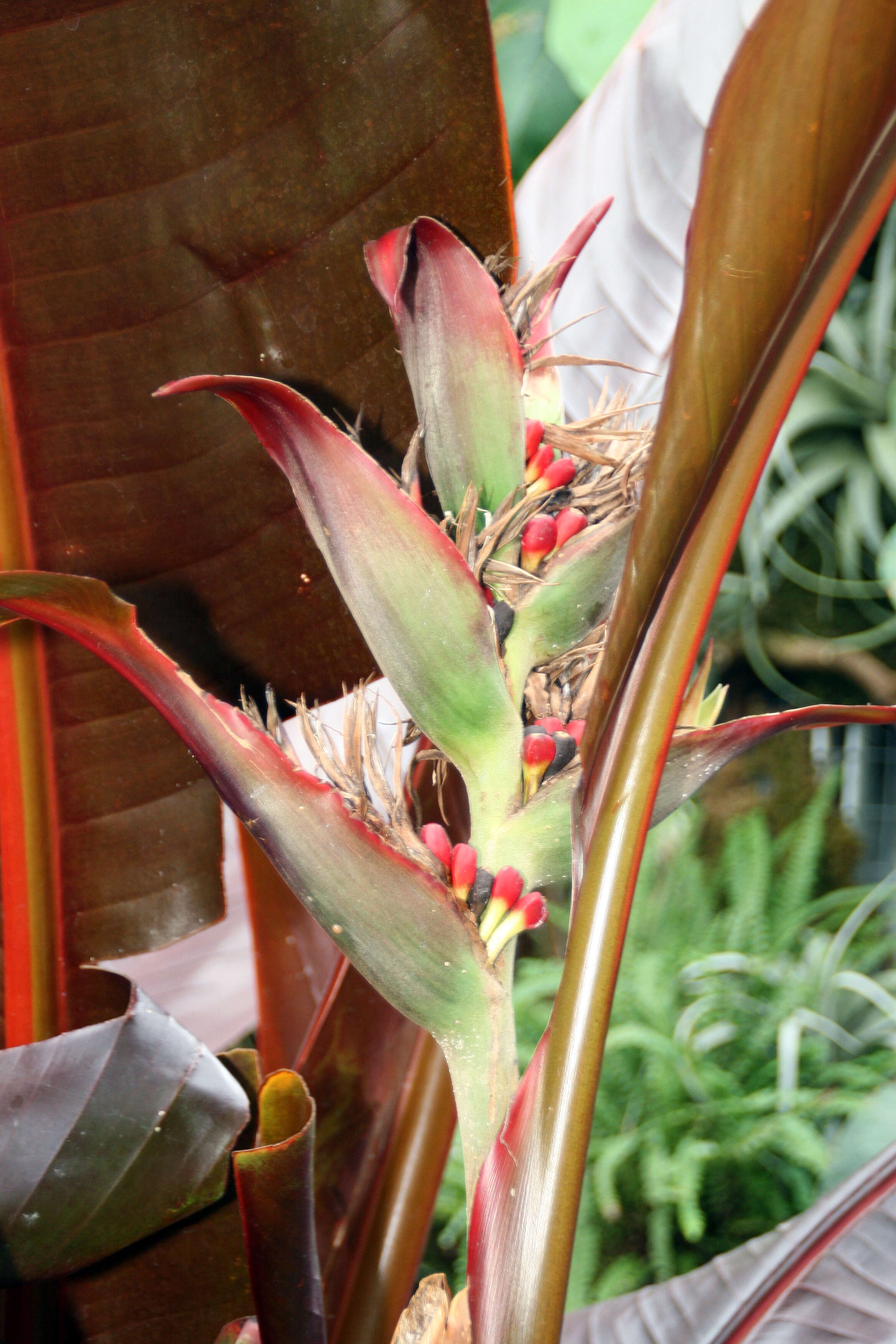 Image de Heliconia indica Lam.