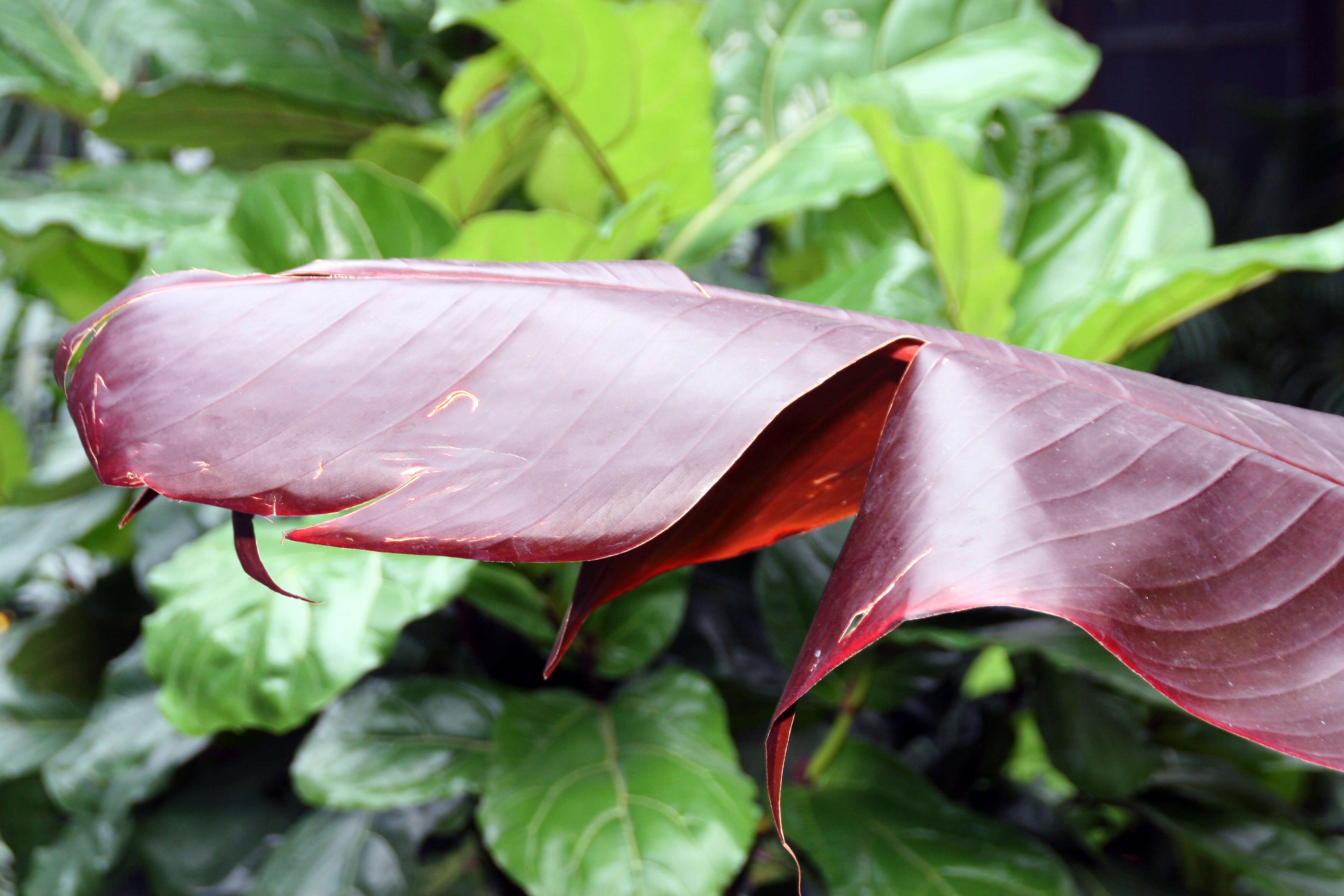 Image of Heliconia indica Lam.