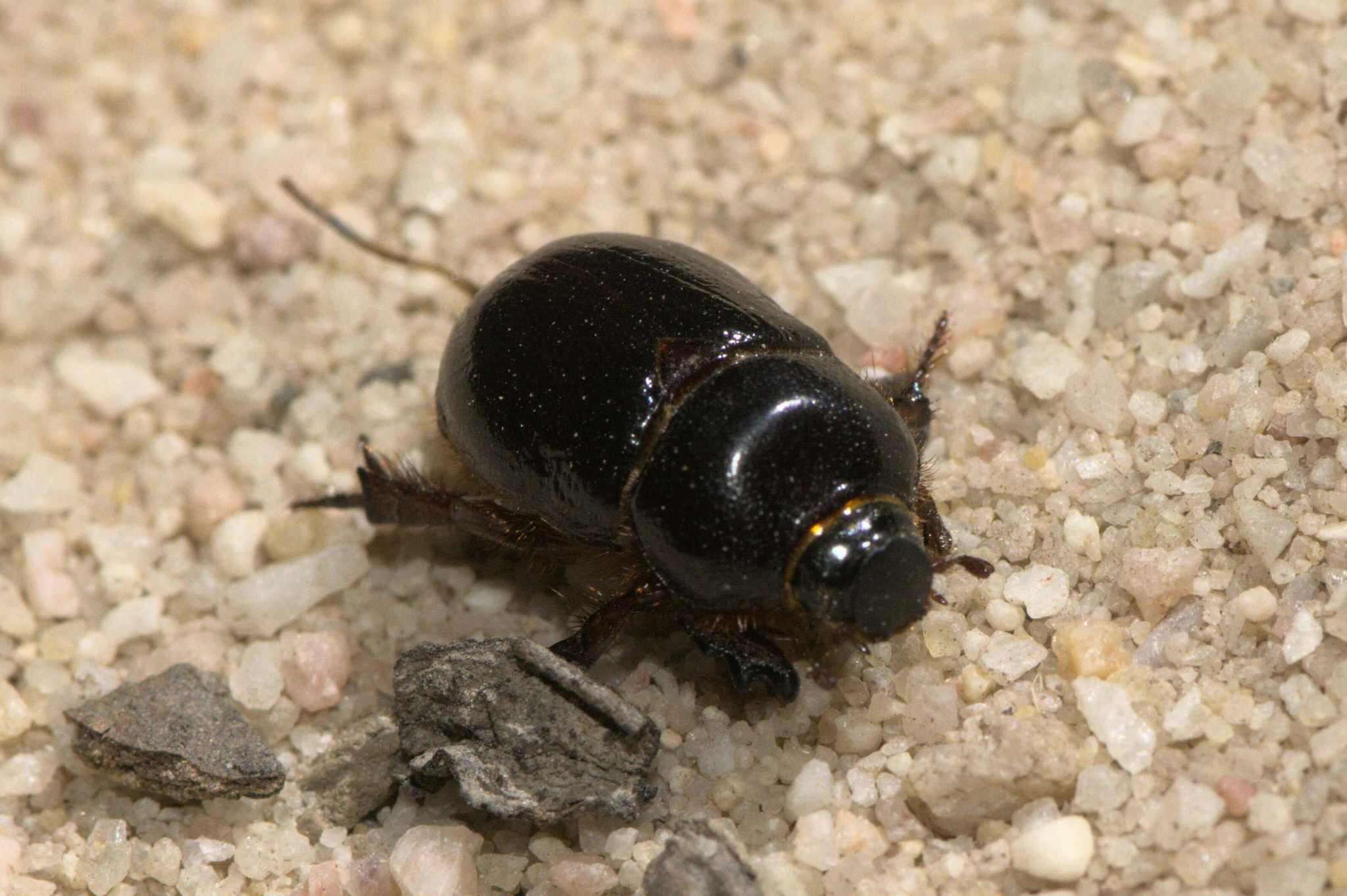 Слика од Temnorhynchus (Temnorhynchus) retusus (Fabricius 1781)