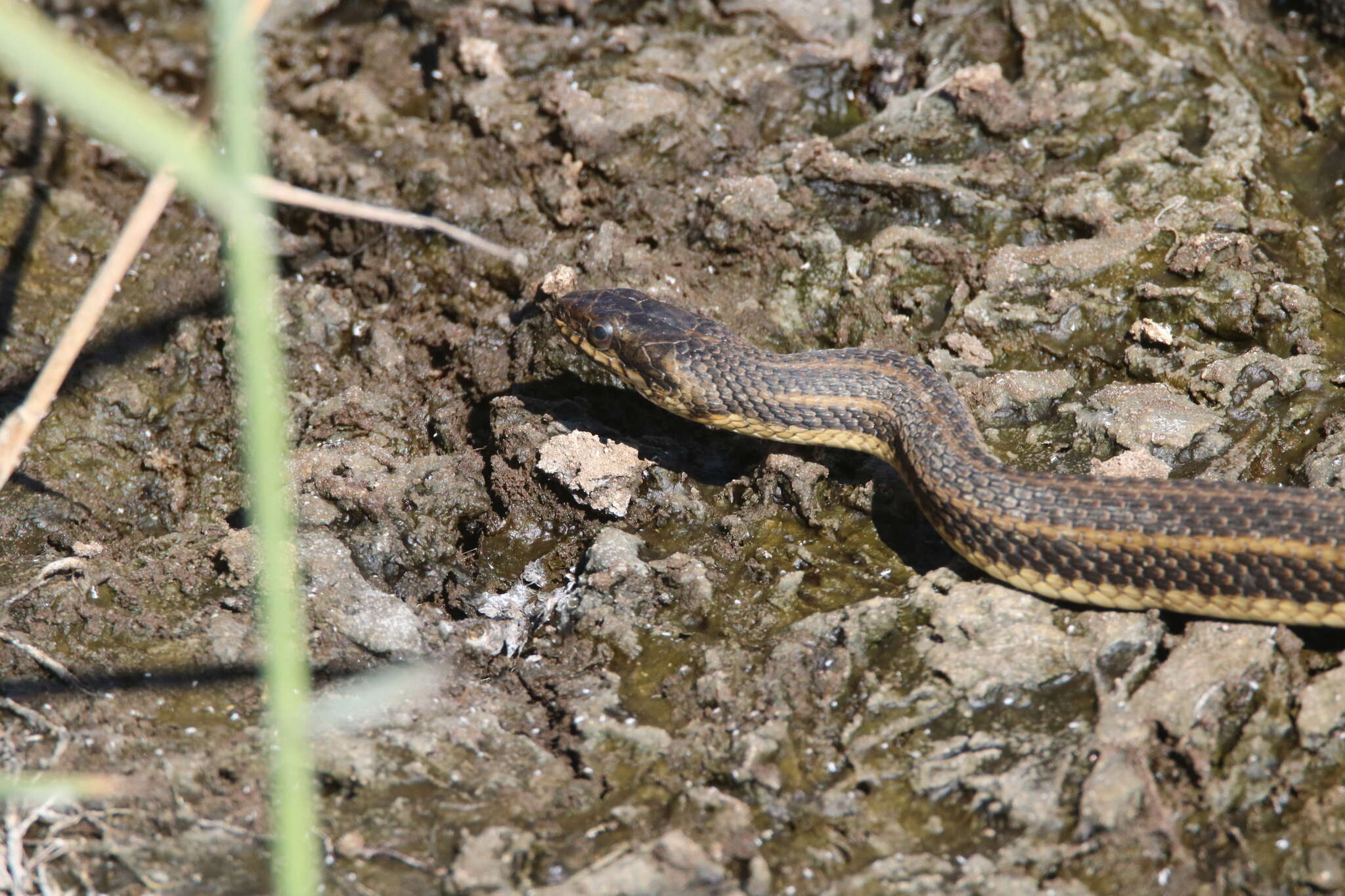 Image of Atlantic Salt Marsh Snake