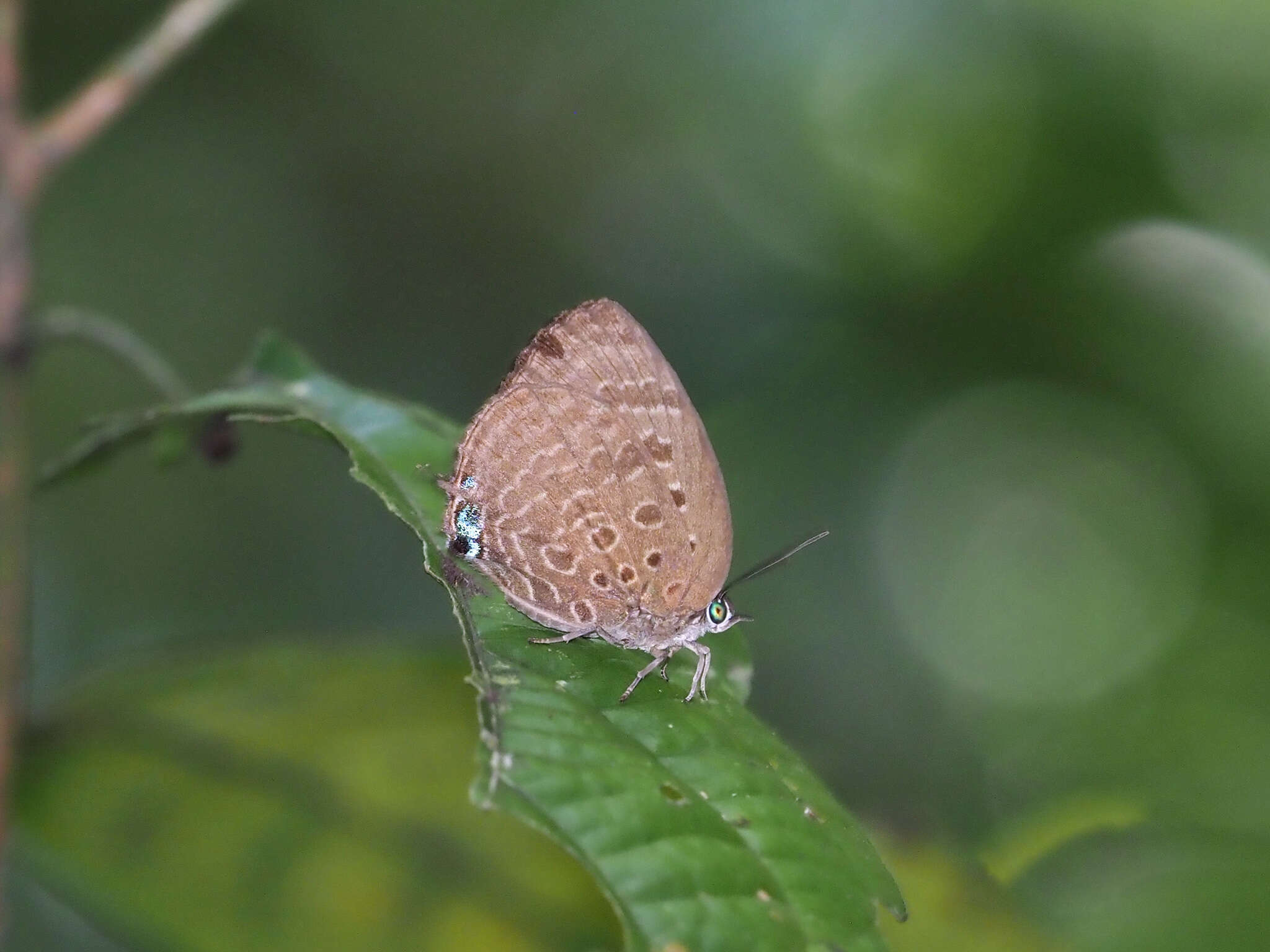 Image of Arhopala barami Bethune-Baker 1903