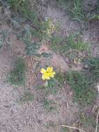 Image of Argentine evening primrose