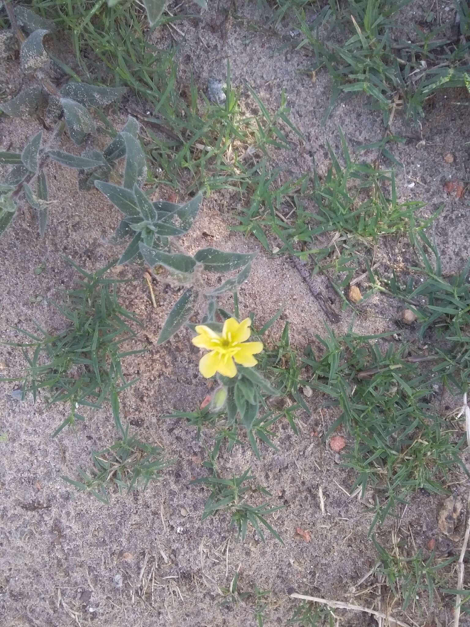 Image of Argentine evening primrose