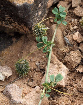 Image of cutleaf medick