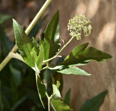 Image of Charleston Mountain angelica