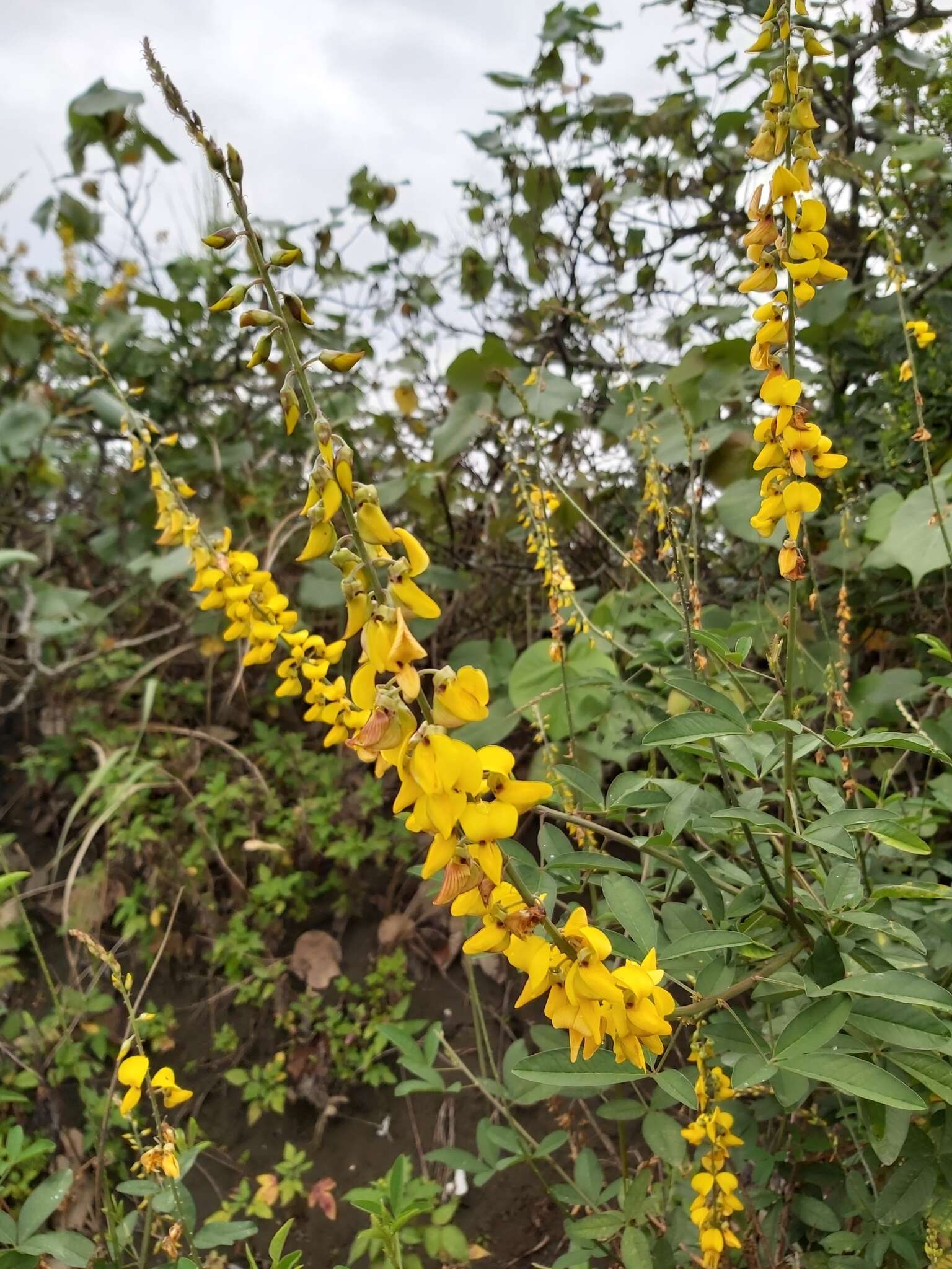 Image of West Indian rattlebox