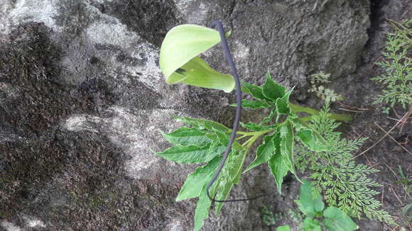 Image of arisaema