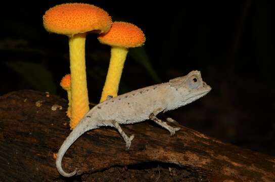 Brookesia stumpffi Boettger 1894的圖片