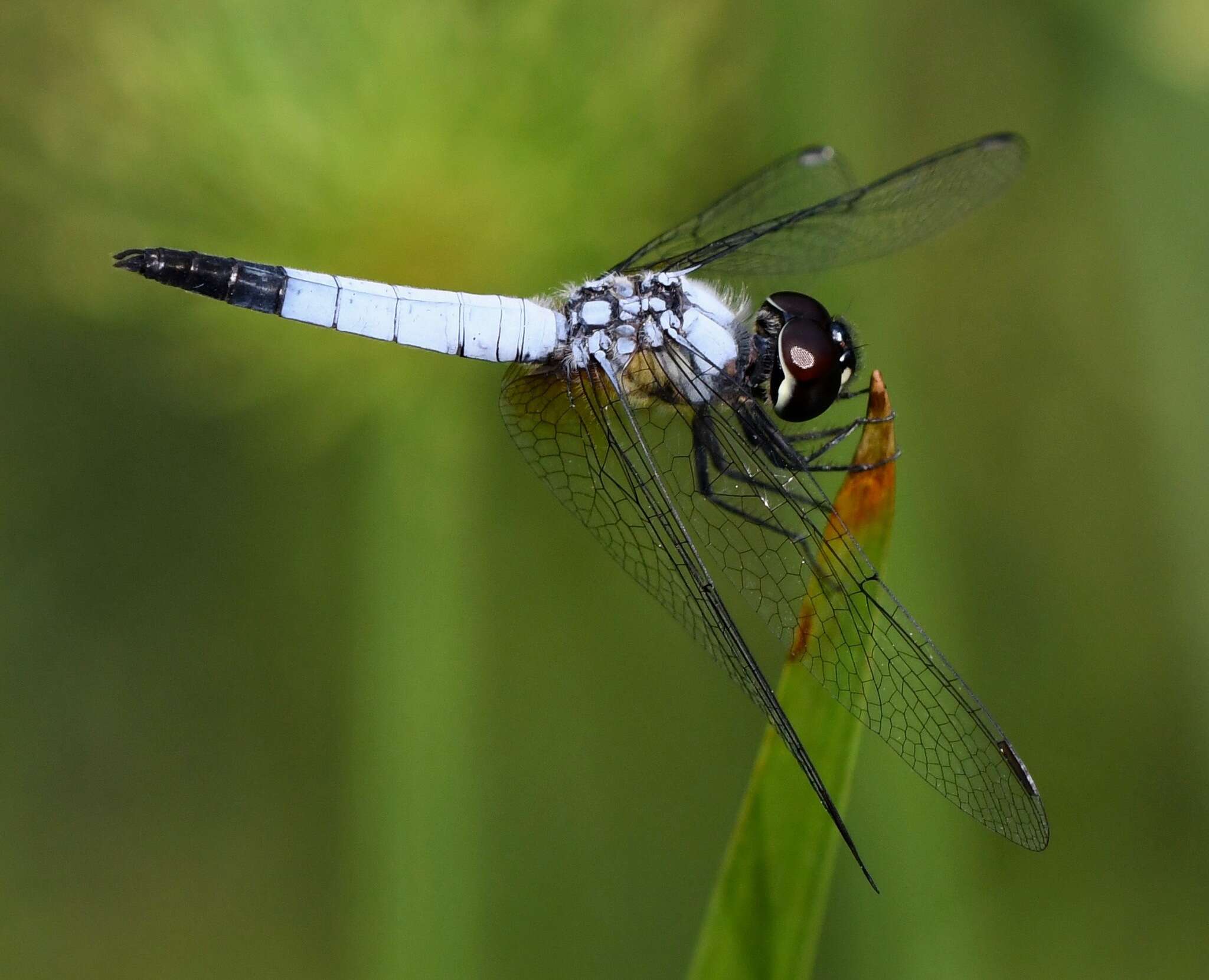 Слика од Aethriamanta gracilis (Brauer 1878)