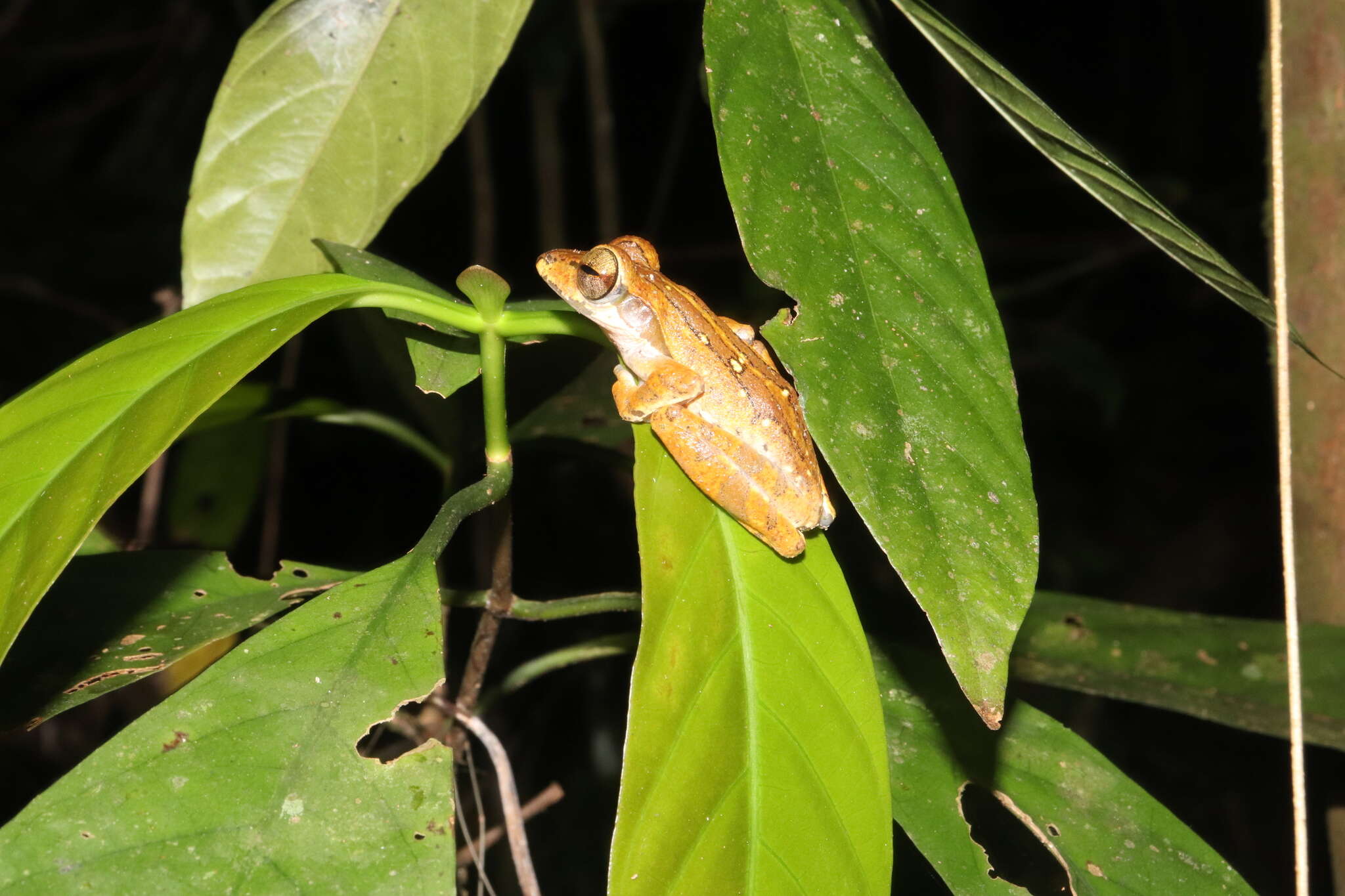 Image of Bongao tree frog