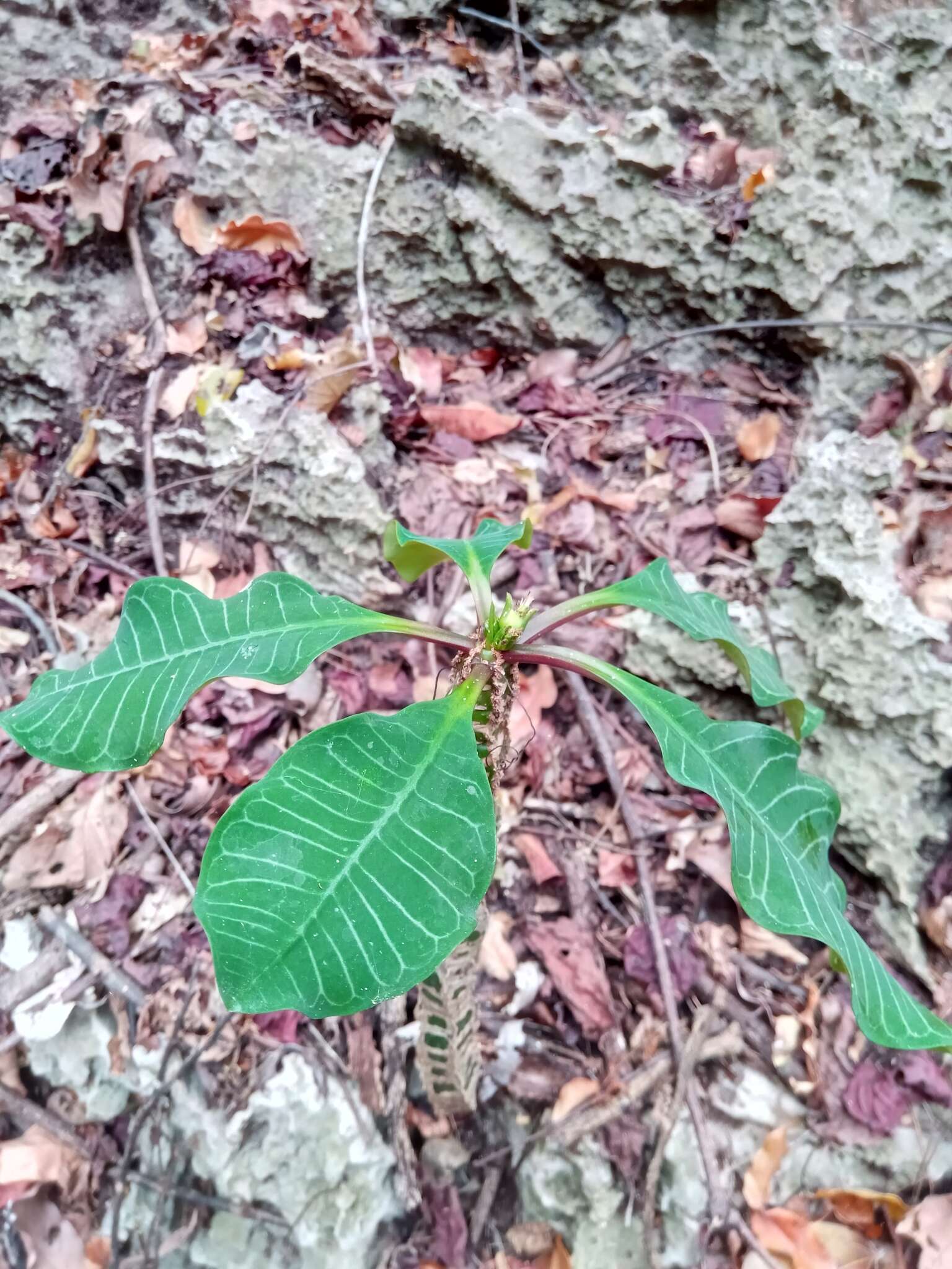 Euphorbia leuconeura Boiss. resmi