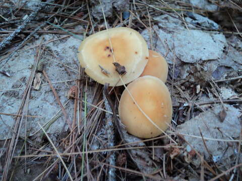 Image of Honey Fungus