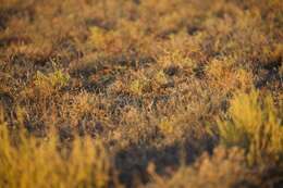 Image of Australasian Lark