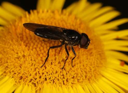 Plancia ëd Cheilosia carbonaria Egger 1860