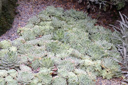 Image of Echeveria elegans Rose