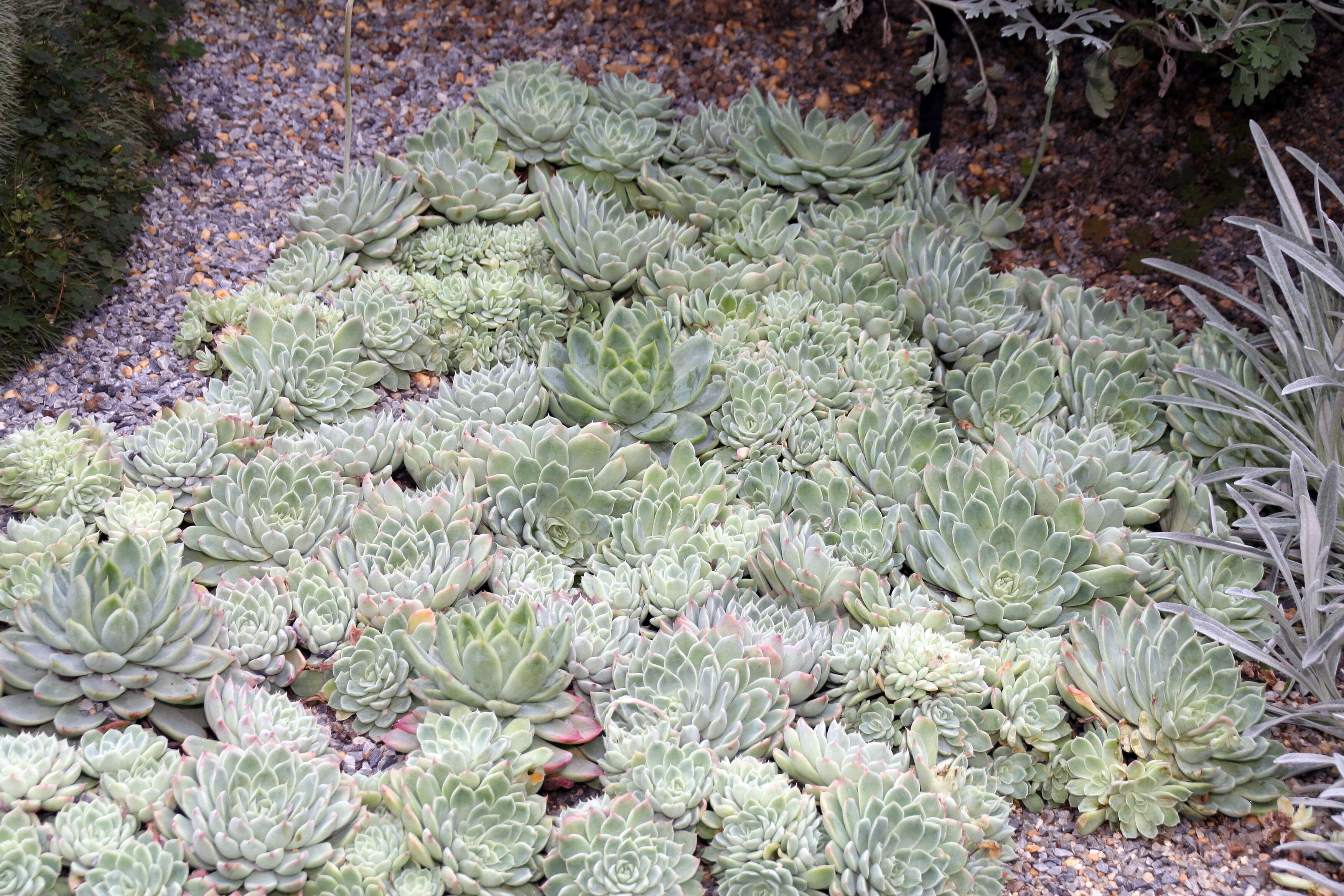 Image of Echeveria elegans Rose