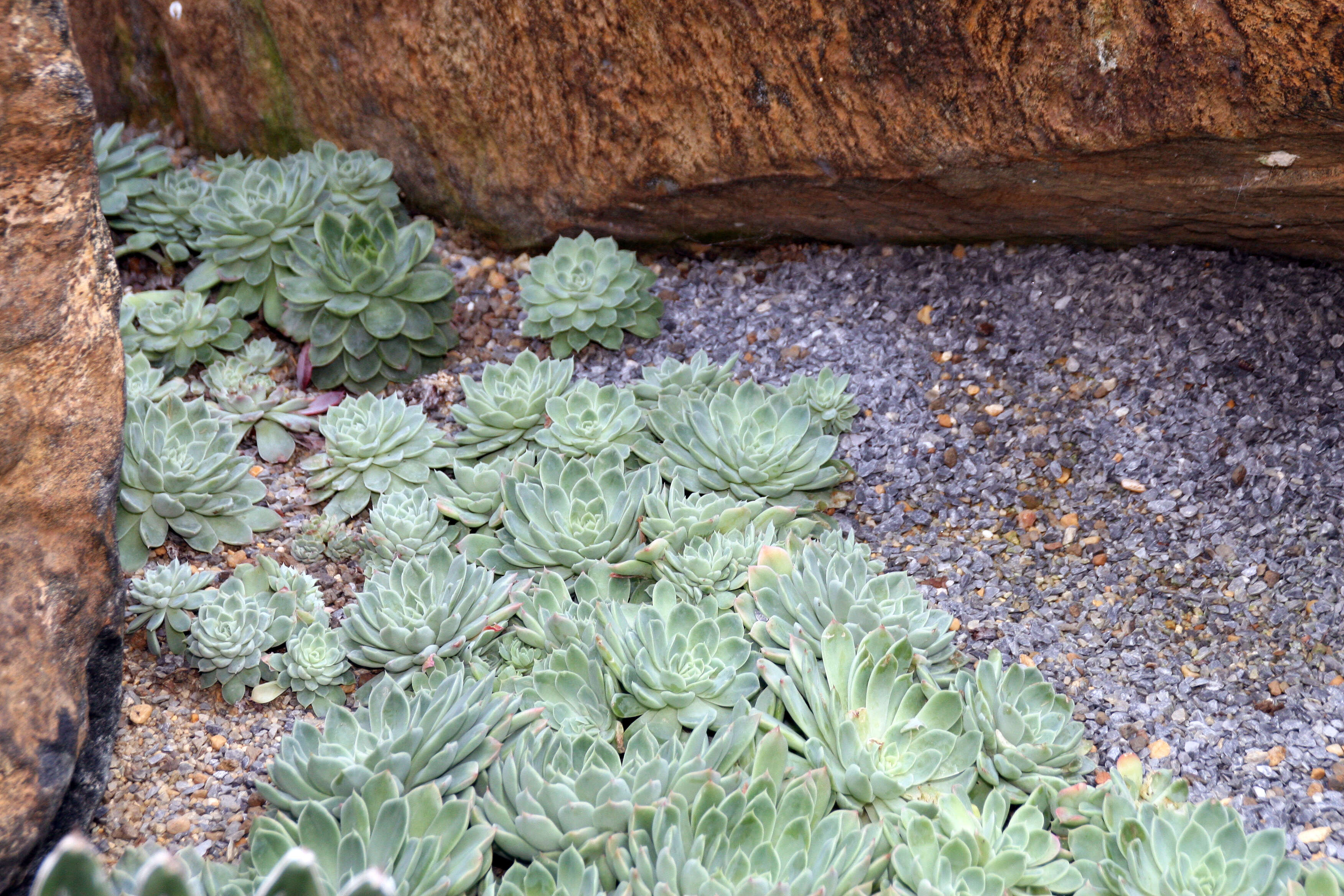 Image of Echeveria elegans Rose