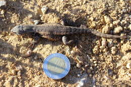 Image of Bluebelly Lizard