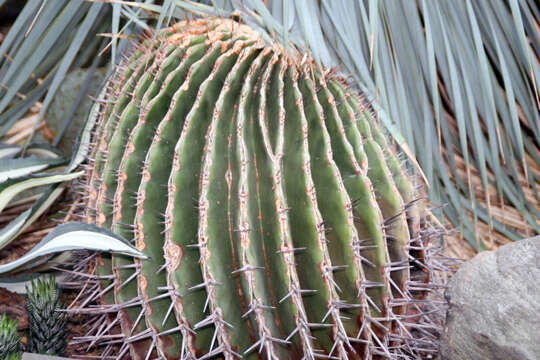 Image of Cactus