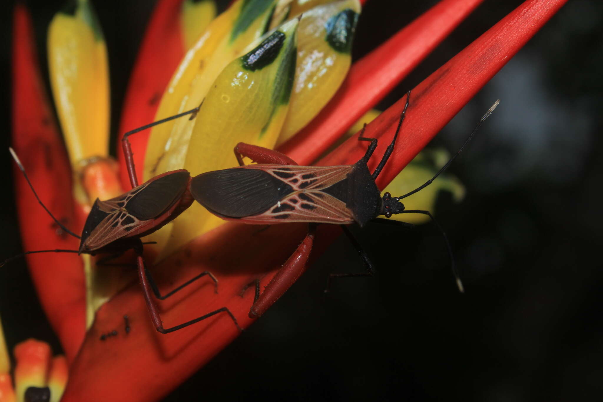 صورة Leptoscelis excellens Stål 1865