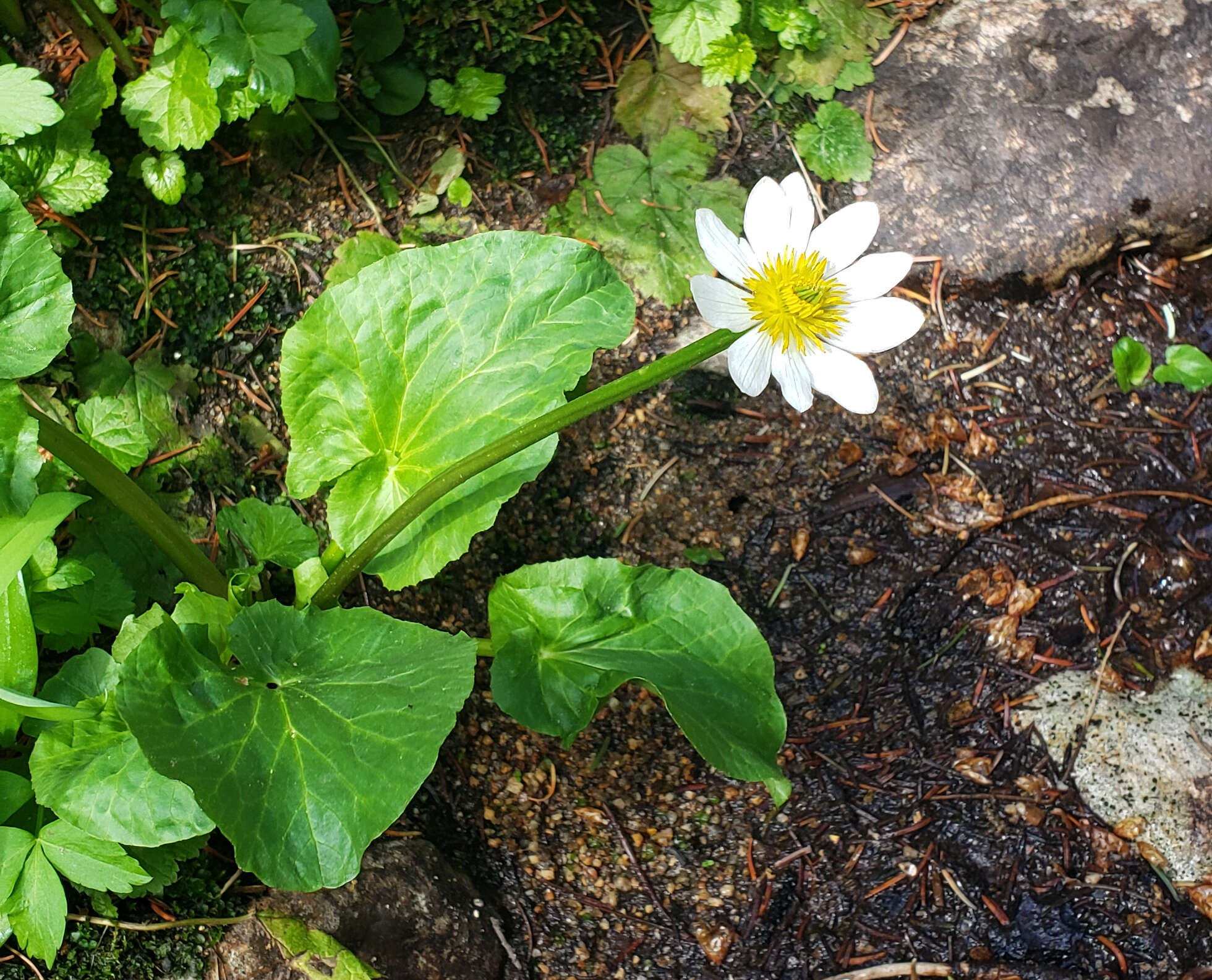 <i>Caltha chionophila</i> resmi