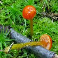 Image of Hygrocybe minutula (Peck) Murrill 1916