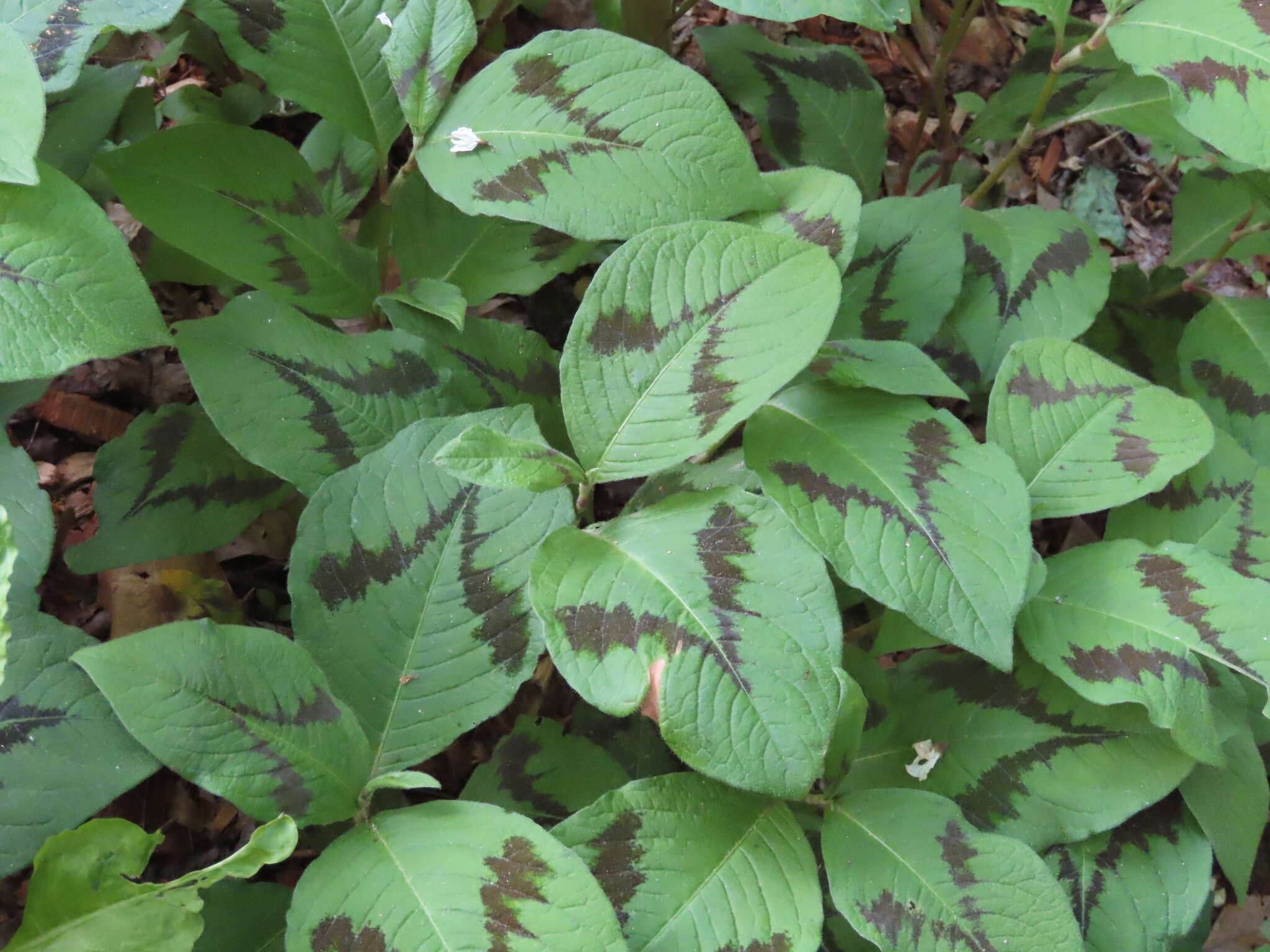 Sivun Persicaria filiformis (Thunb.) Nakai kuva