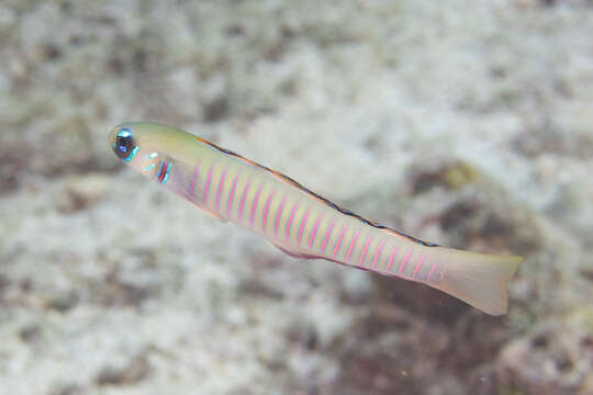 Image of Chinese zebra goby