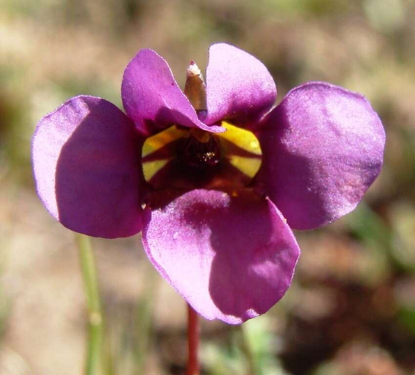 Image of Diascia lewisiae K. E. Steiner