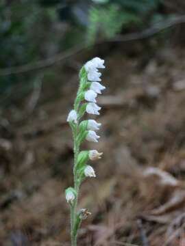 Image of Dwarf rattlesnake plantain (America)