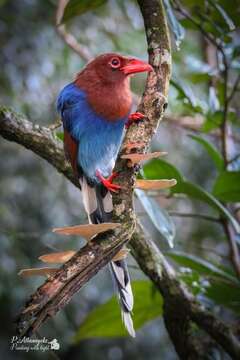 Image of Ceylon Blue Magpie