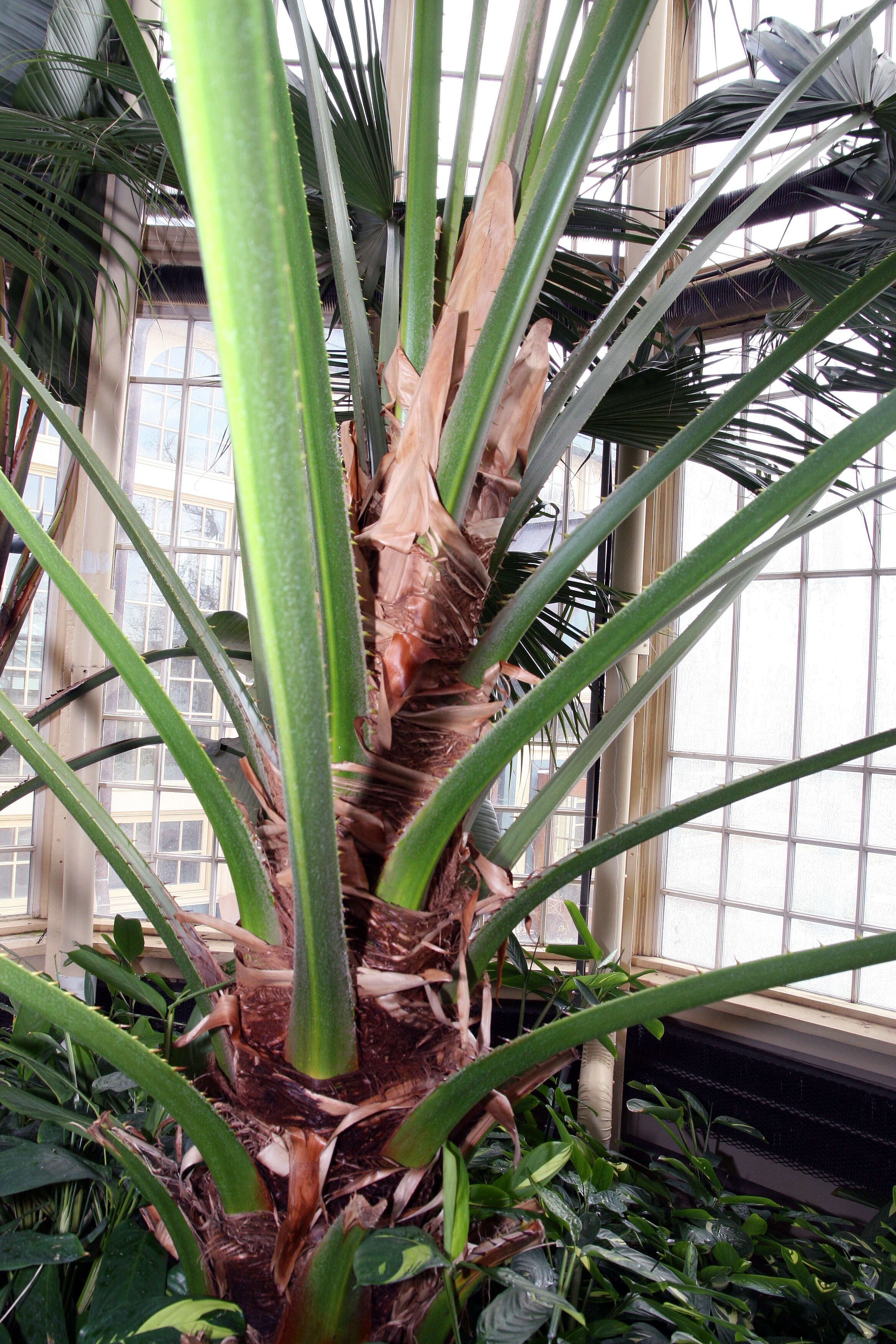 Image of fountain palm