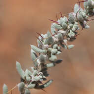 Image de Sclerolaena obliquicuspis (R. H. Anders.) Ulbr.