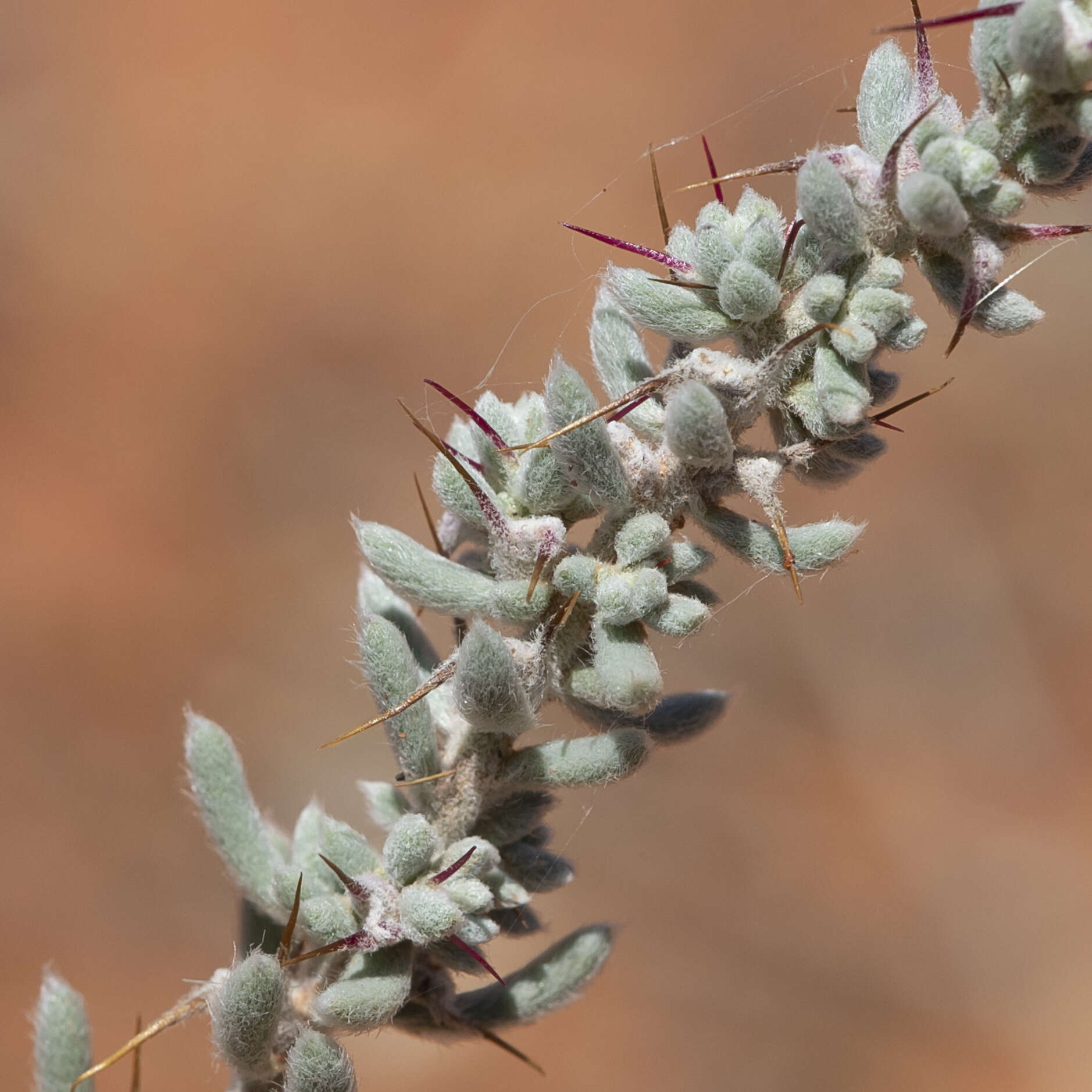 Image de Sclerolaena obliquicuspis (R. H. Anders.) Ulbr.