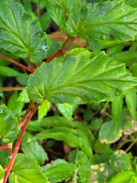 Image of Puerto Rico Begonia