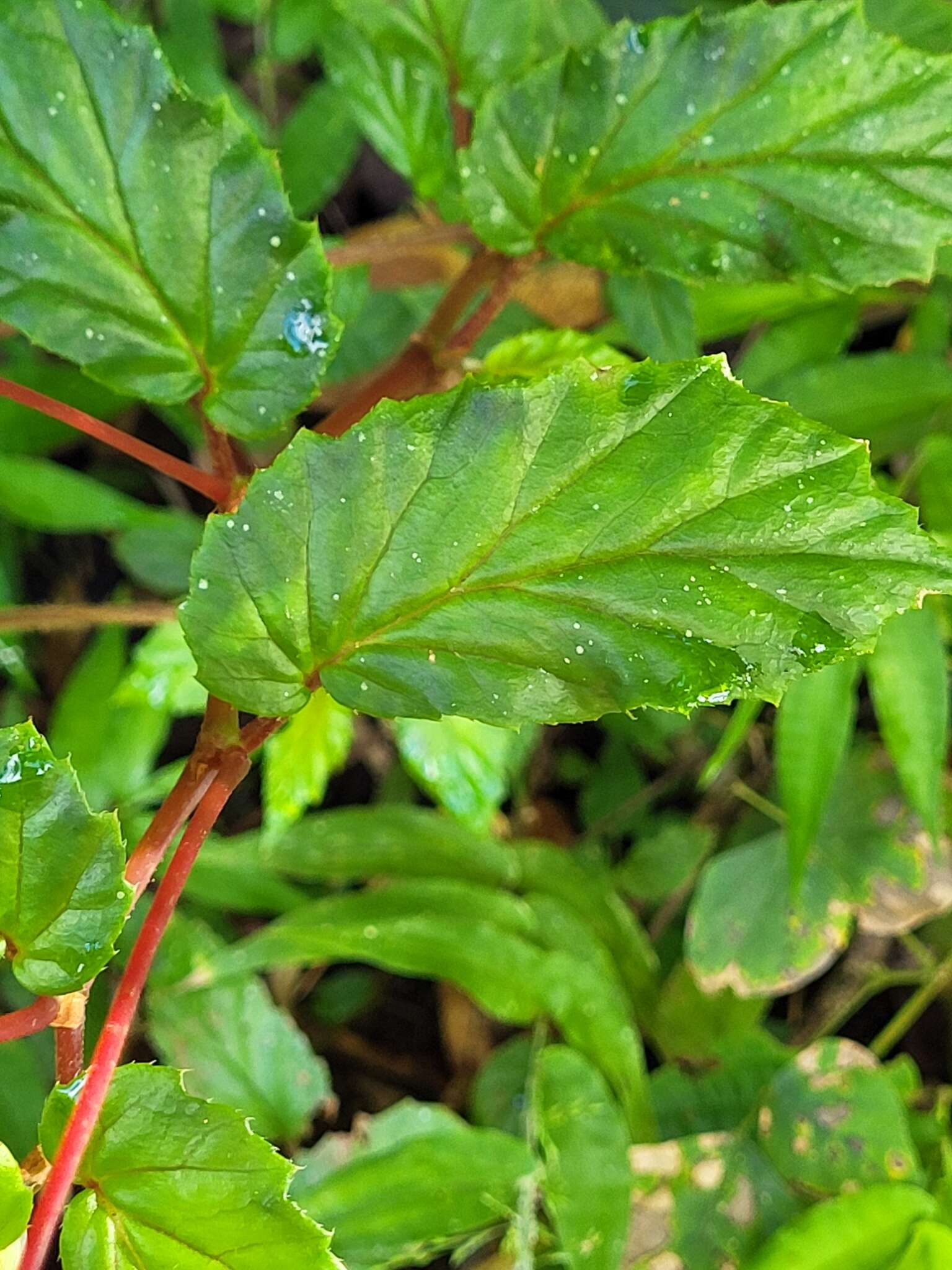 Слика од Begonia decandra Pav. ex A. DC.