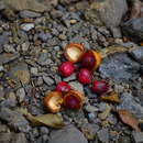 Image of Myristica elliptica Wall. ex Hook. fil. & Thoms.