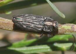 Image of Chrysobothris beyeri Schaeffer 1904