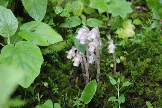 Image of Indian Pipe