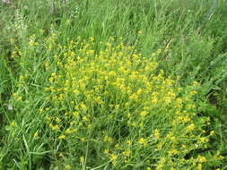 Image of perennial bastardcabbage