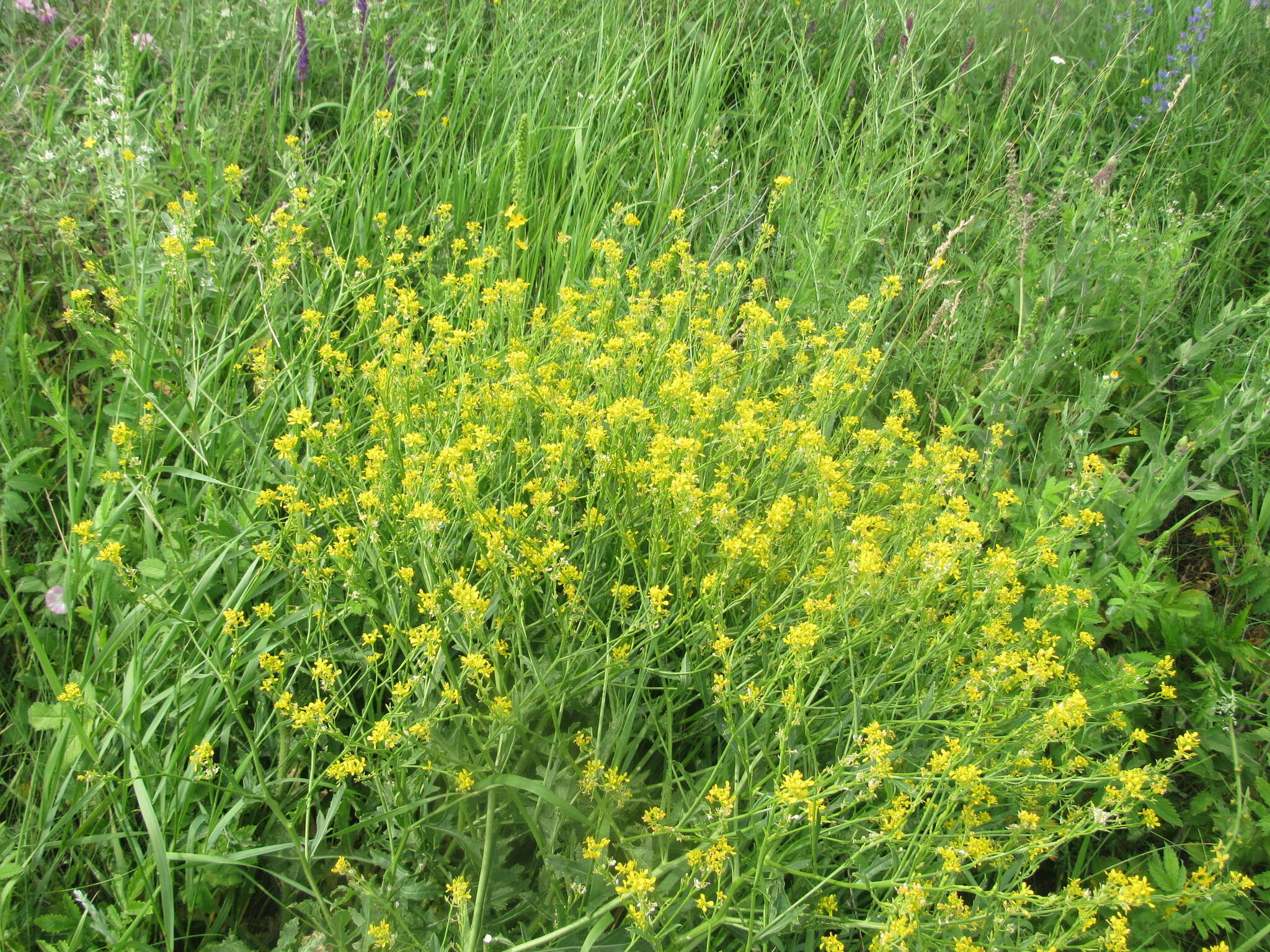 Image of perennial bastardcabbage