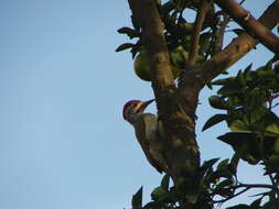 Image of Fine-spotted Woodpecker