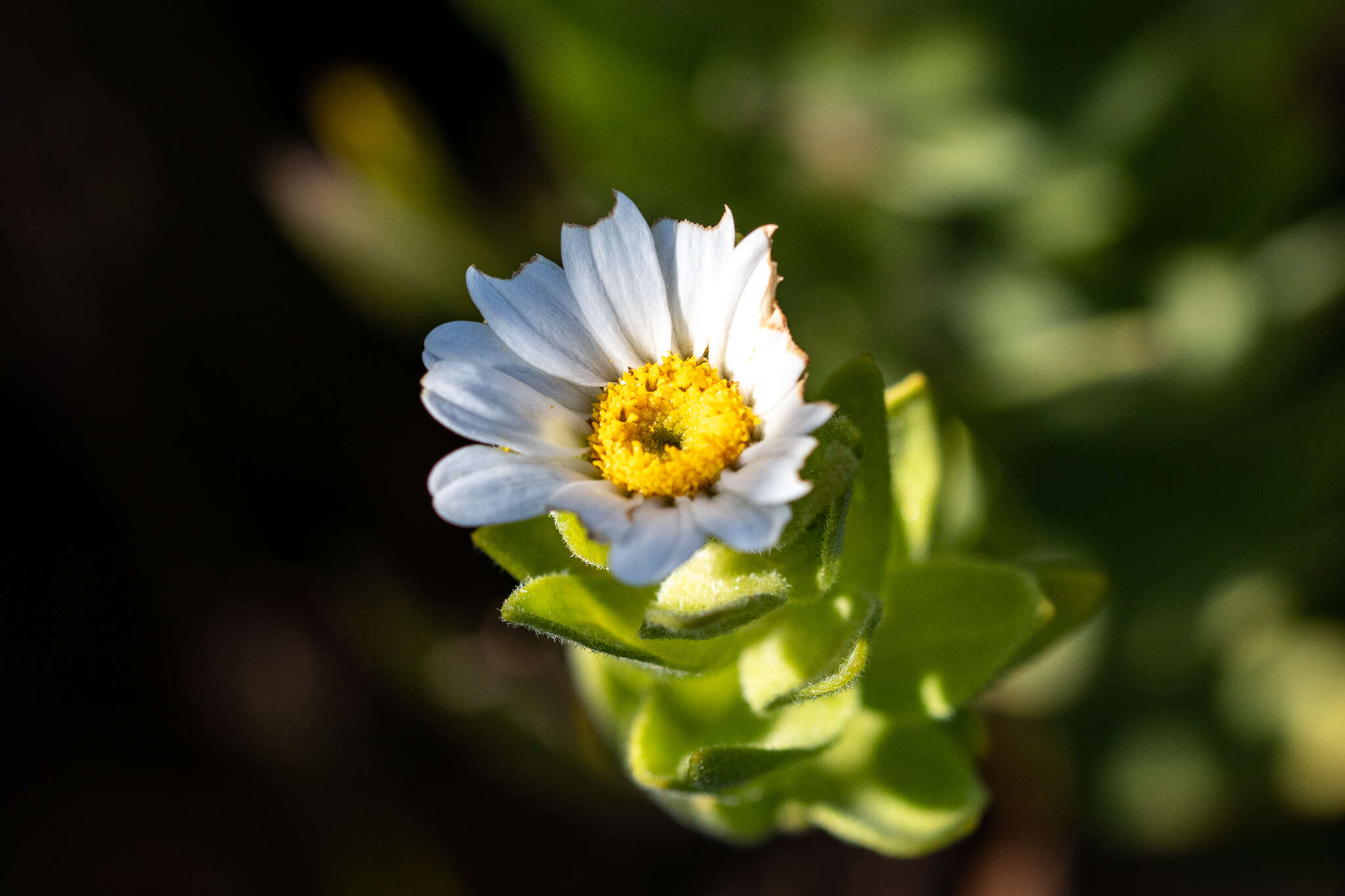 Imagem de Osmitopsis asteriscoides (L.) C. F. Less.