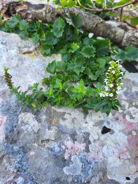 Imagem de Clinopodium album (Waldst. & Kit.)