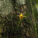 Bulbophyllum uniflorum (Blume) Hassk.的圖片